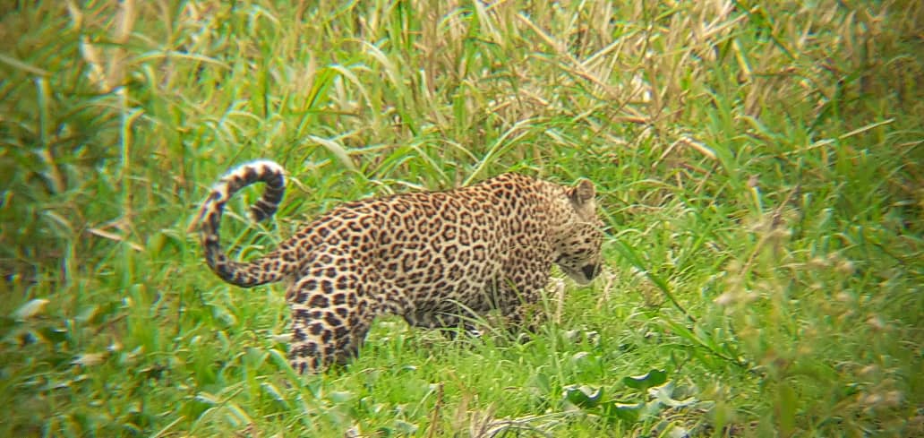 𝕃𝕖𝕠𝕡𝕒𝕣𝕕