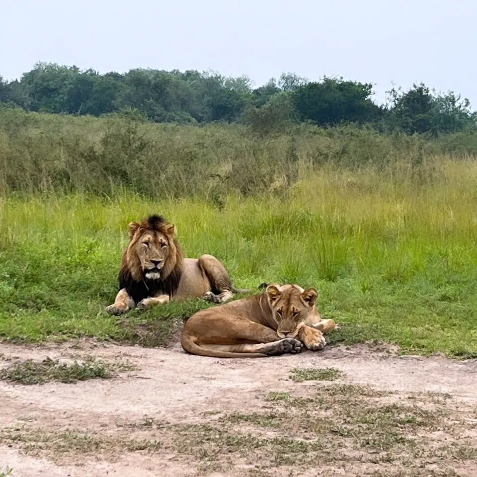 𝕂𝕚𝕟𝕘 𝕠𝕗 𝕁𝕦𝕟𝕘𝕝𝕖 & ℚ𝕦𝕖𝕖𝕟 