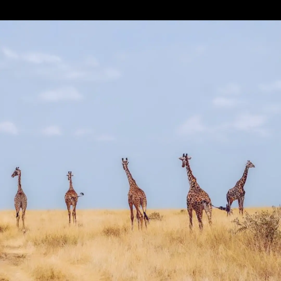 𝔾𝕚𝕣𝕒𝕗𝕗𝕖𝕤