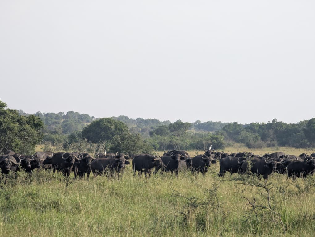 𝔹𝕦𝕗𝕗𝕒𝕝𝕠