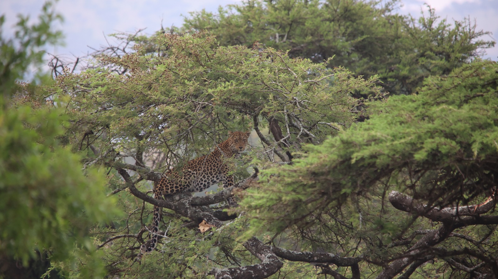 𝕊𝕒𝕧𝕒𝕟𝕒𝕙