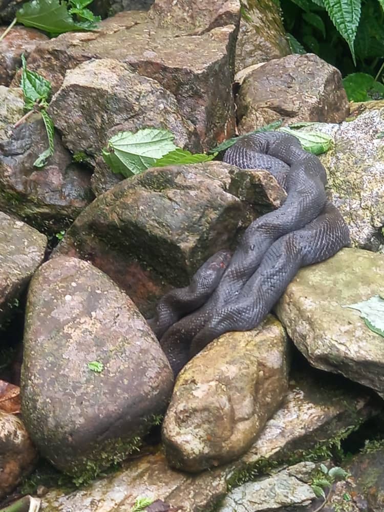 𝕊𝕟𝕒𝕔𝕜𝕤