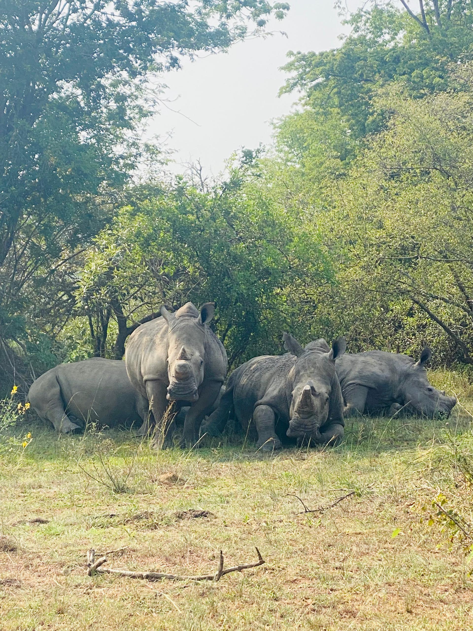 ℝ𝕙𝕚𝕟𝕠𝕤