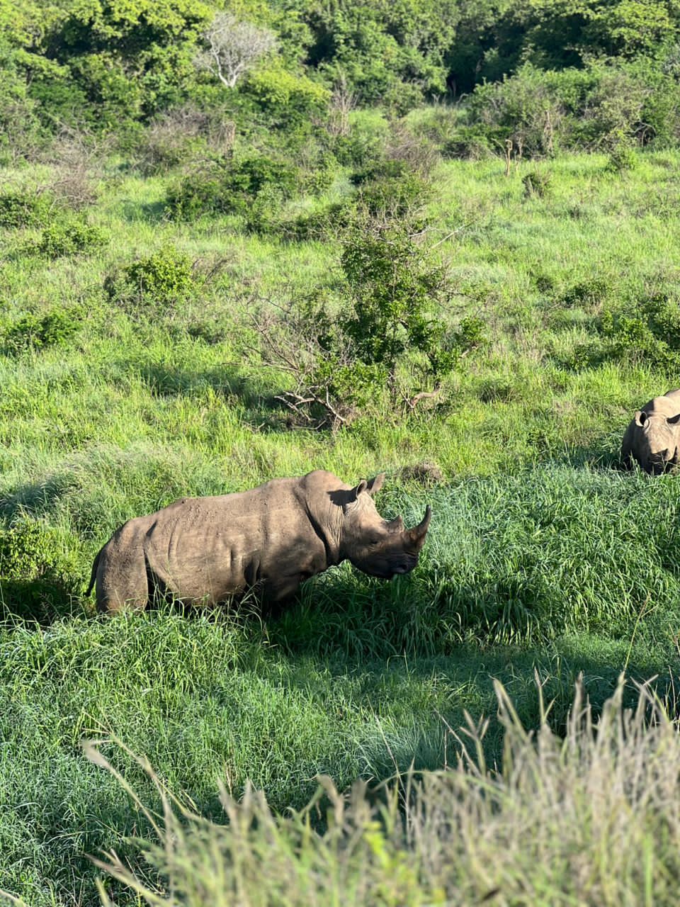 𝔹𝕝𝕒𝕔𝕜 ℝ𝕙𝕚𝕟𝕠𝕤