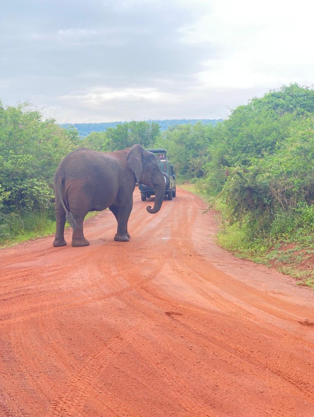 𝔾𝕚𝕒𝕟𝕥 𝔸𝕗𝕣𝕚𝕔𝕒