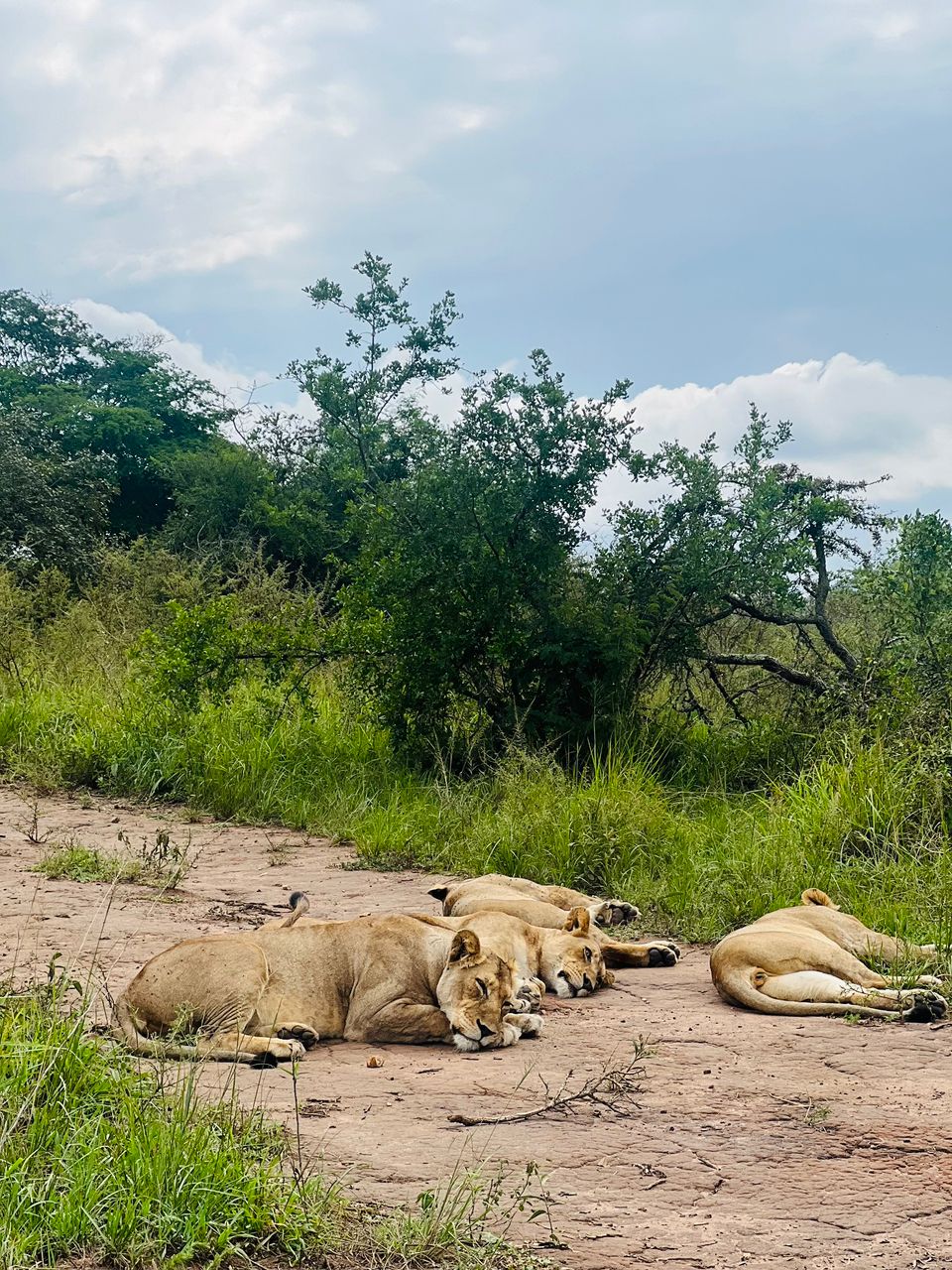 𝕄𝕦𝕙𝕒𝕟𝕒