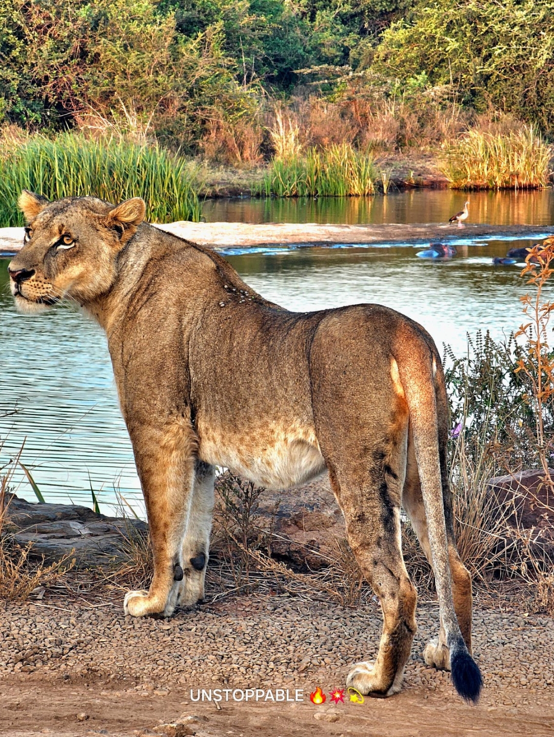 ℕ𝕒𝕘𝕠𝕝𝕠𝕞𝕠𝕟 𝔻𝕒𝕞