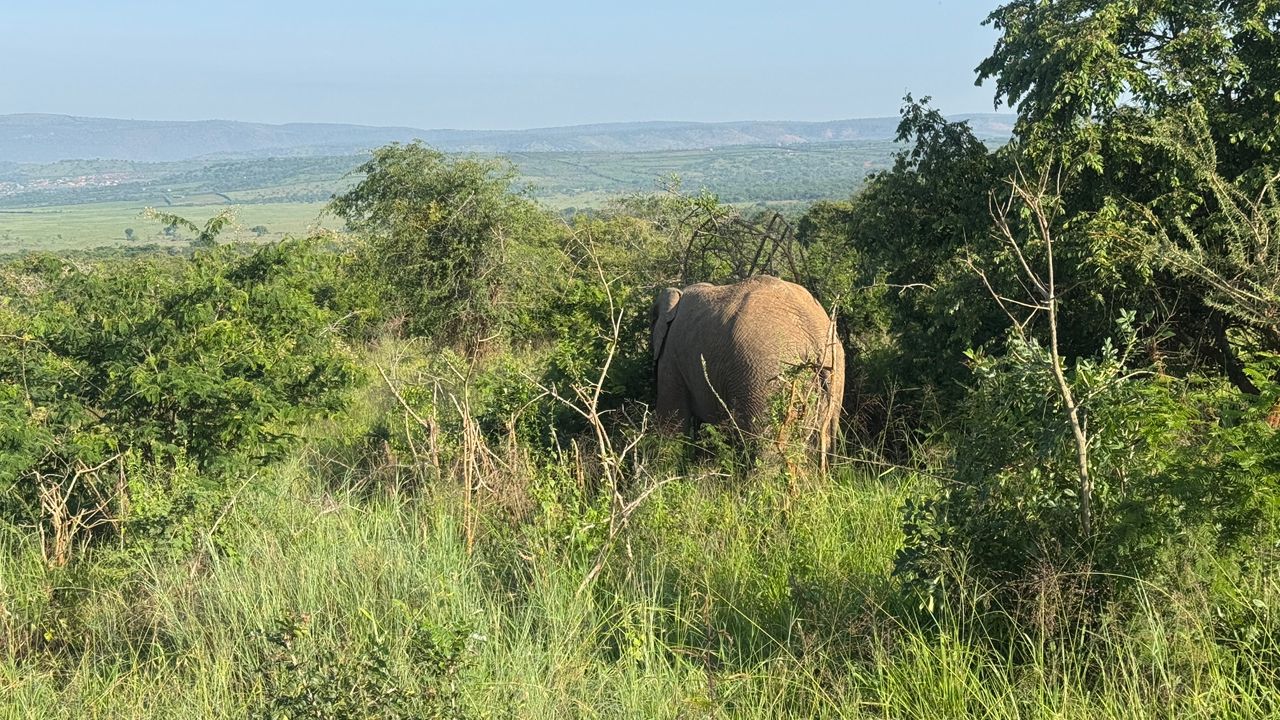 𝕊𝕒𝕧𝕒𝕟𝕒 𝕊𝕥𝕣𝕖𝕟𝕘𝕥𝕙