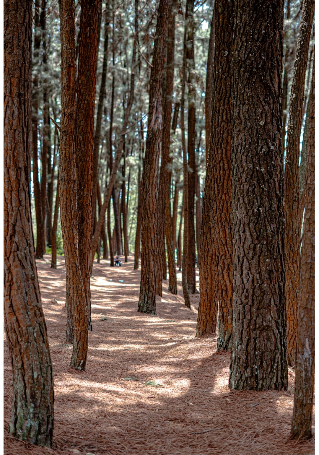 𝔽𝕠𝕣𝕖𝕤𝕥