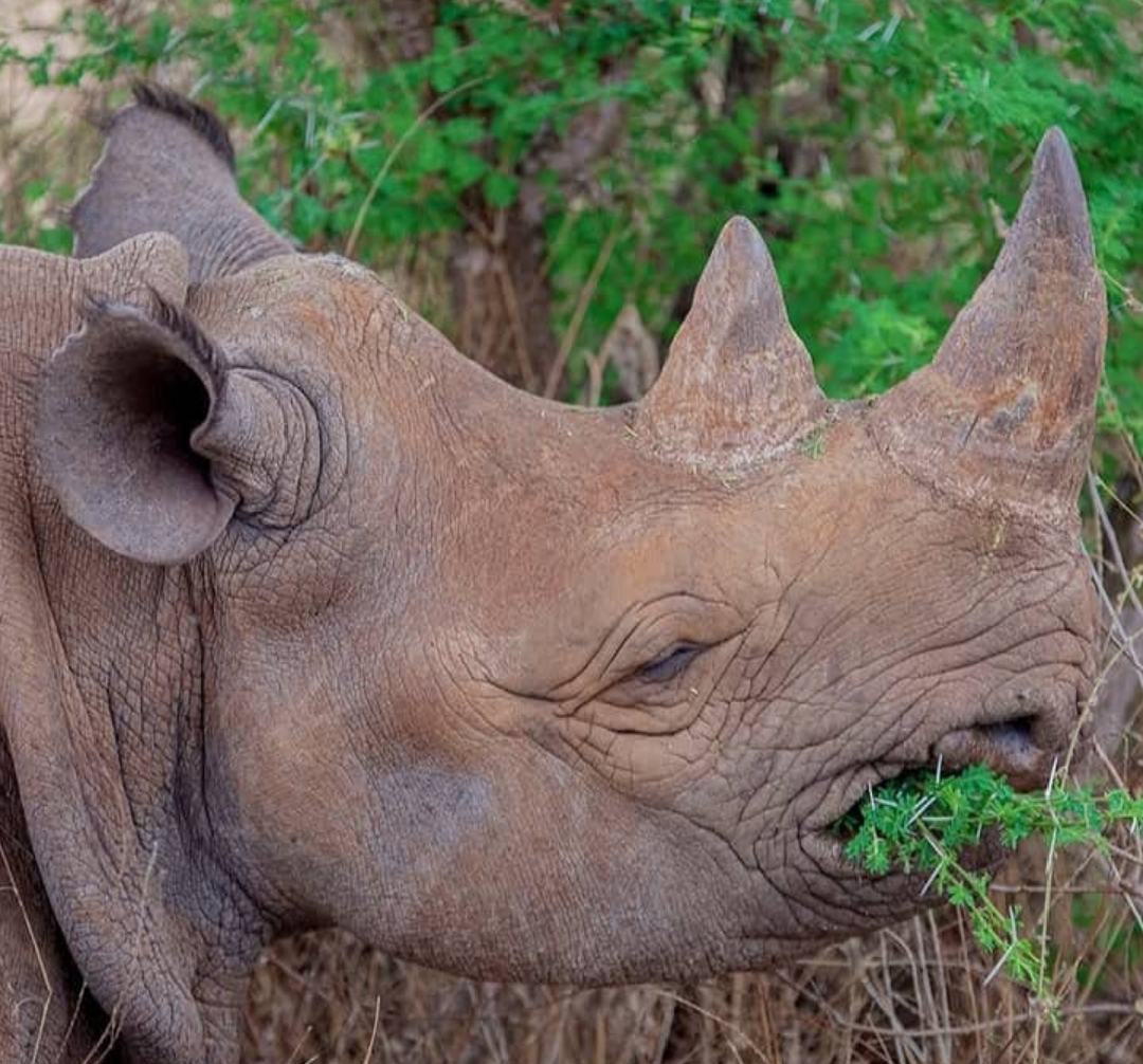 Black Rhino