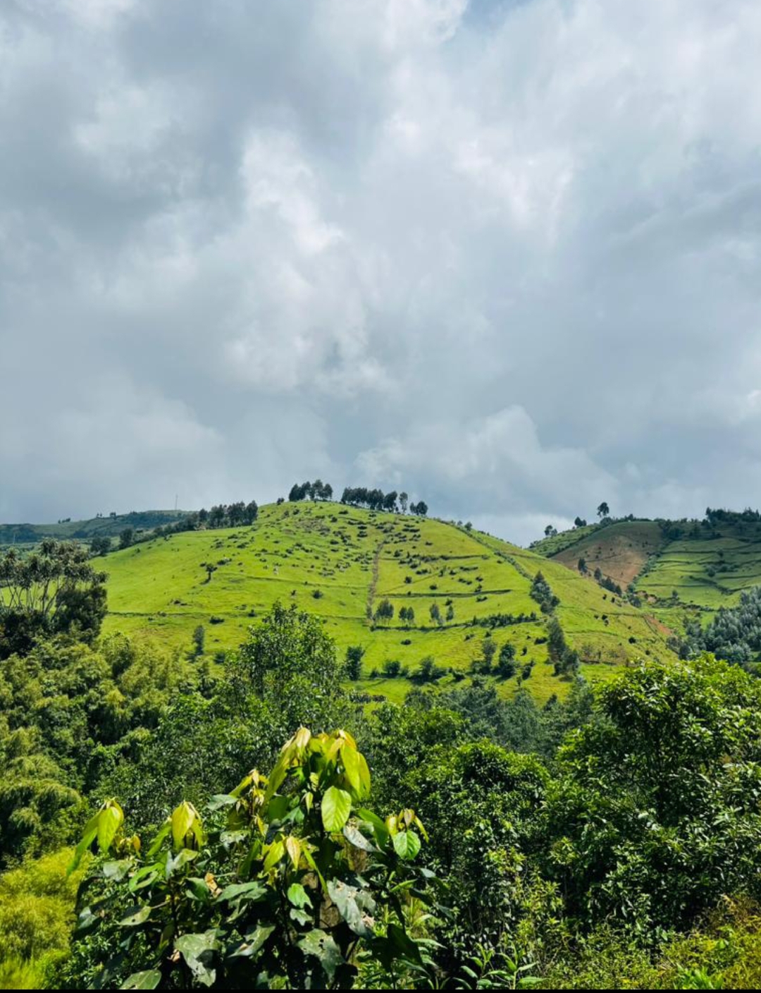Forest of Hope