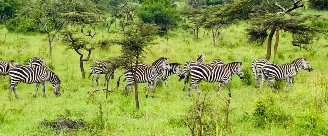 Zebras